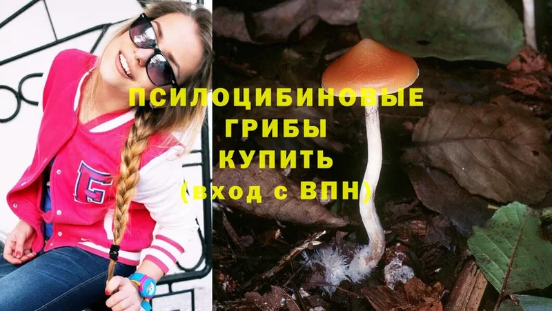 Псилоцибиновые грибы Psilocybe  дарк нет какой сайт  Пикалёво 